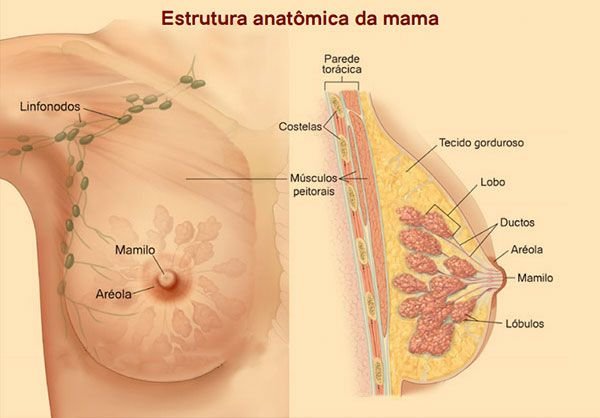 Câncer de Mama