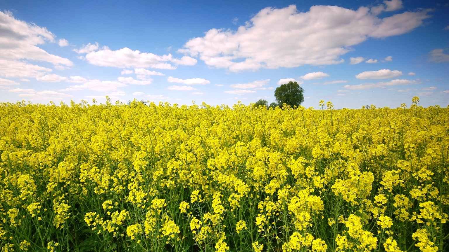 Setembro em Flor: os cinco cânceres ginecológicos que toda mulher deveria conhecer